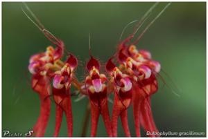 Bulbophyllum gracillimum