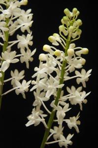 Seidenfadenia mitrata