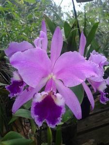 Cattleya labiata