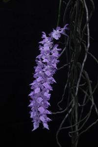 Aerides rosea