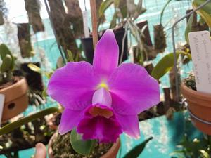 Cattleya pumila