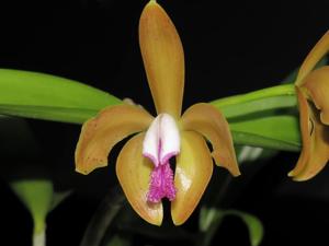 Cattleya porphyroglossa