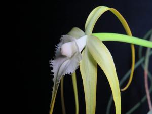 Brassavola appendiculata