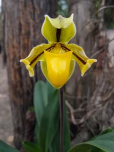 Paphiopedilum druryi