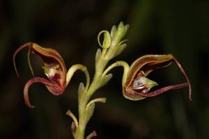 Scaphosepalum antenniferum