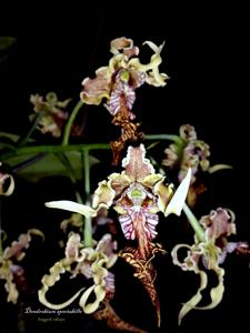 Dendrobium spectabile