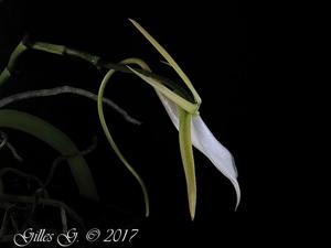 Angraecum praestans