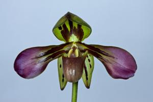 Paphiopedilum tigrinum