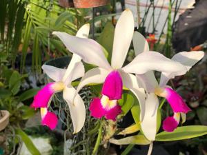 Cattleya violacea