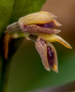 Acianthera aphthosa