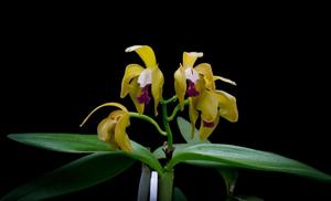 Cattleya porphyroglossa