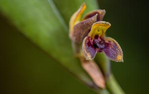 Acianthera aphthosa