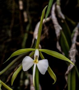 Epidendrum parkinsonianum