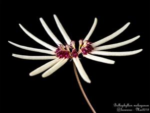 Bulbophyllum makoyanum
