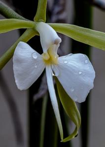 Epidendrum parkinsonianum