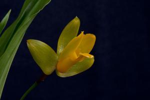 Lycaste aromatica