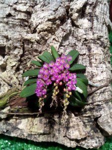 Schoenorchis fragrans