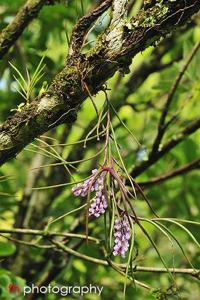 Schoenorchis juncifolia