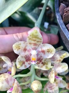 Phalaenopsis gigantea