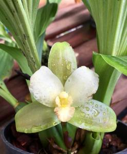 Lycaste macrophylla