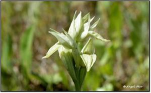 Serapias perez-chiscanoi