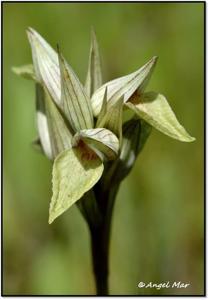 Serapias perez-chiscanoi