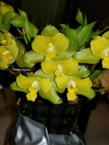 Lycaste campbellii