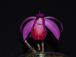 Pleione pleionoides