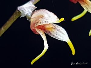 Masdevallia pachyura
