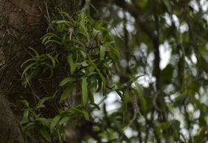 Smitinandia micrantha
