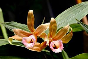 Sobralia atropubescens