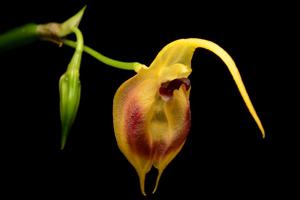 Masdevallia pinocchio