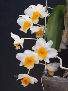 Dendrobium farmeri