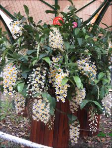 Dendrobium farmeri