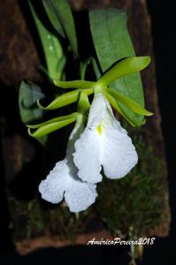 Prosthechea mariae