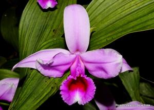 Sobralia decora