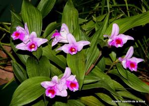 Sobralia decora