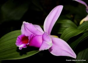 Sobralia decora