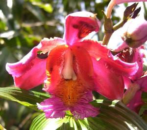 Sobralia dichotoma