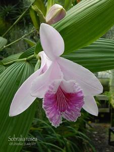 Sobralia rosea