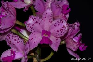 Cattleya amethystoglossa