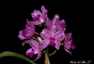 Cattleya amethystoglossa