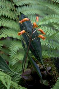 Bifrenaria aureofulva