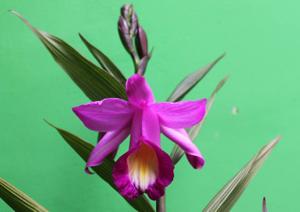 Sobralia violacea