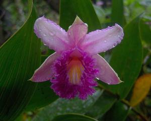 Sobralia wilsoniana