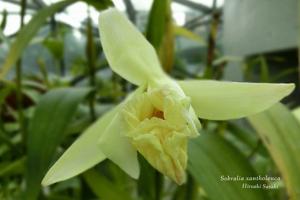 Sobralia xantholeuca