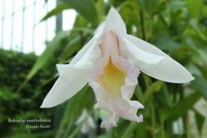 Sobralia xantholeuca