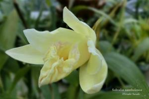 Sobralia xantholeuca