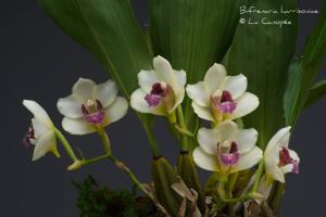 Bifrenaria harrisoniae