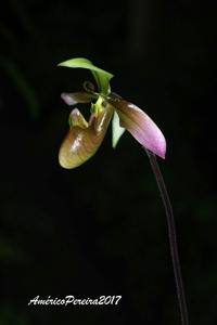 Paphiopedilum appletonianum